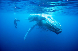 DougAllanWhale300